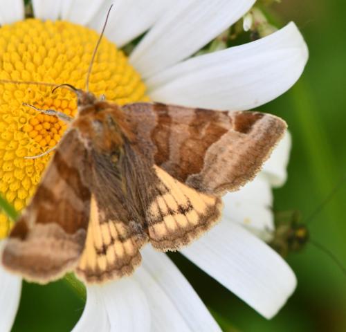 Réf. 324 275 : Euclidia glyphica